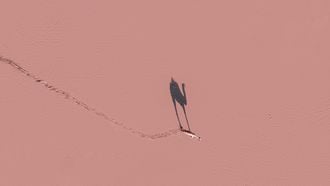 kameel loopt over roze vlakte