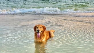 hond in het water