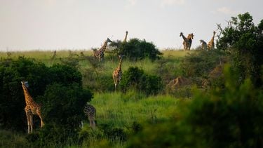 vrienden leven langer net als giraffen