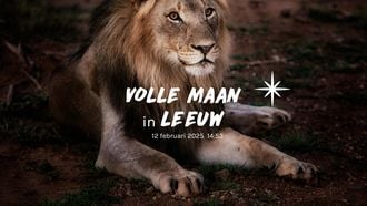 volle maan leeuw