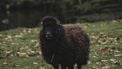 Zwarte schaap