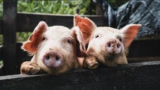 hoe-slim-zijn-varkens