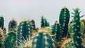 cactussen milieu