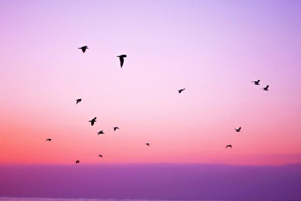 Vrije vogels in een roze lucht