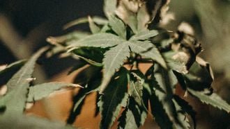 wietplant