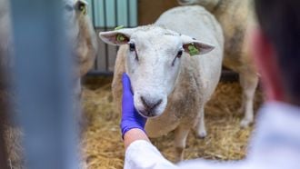 Muizen en schapen ingezet voor onderzoek vapes: Stichting Proefdiervrij slaat alarm