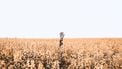 hand steekt uit veld