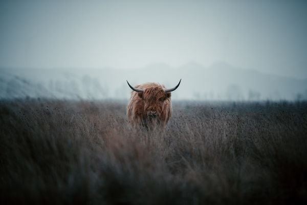 bizon in de Veluwe