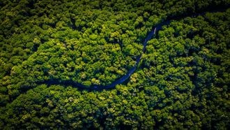 een gezond regenwoud door groen klimaat