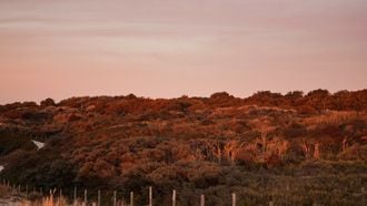 Duinen wildplukken nederland