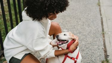 hond
