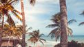 palmbomen op een strand