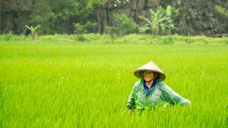 rijstvelden riezen