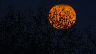 Halloween volle maan