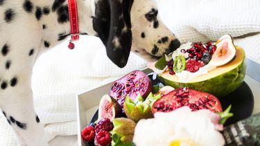 hond-uiteten