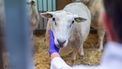Muizen en schapen ingezet voor onderzoek vapes: Stichting Proefdiervrij slaat alarm