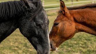 spirituele betekenis paard