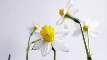 gif op bloemen