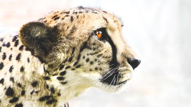 Cheetah bedreigde diersoort