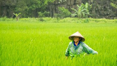 rijstvelden riezen