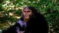 Chimpansee in het oerwoud