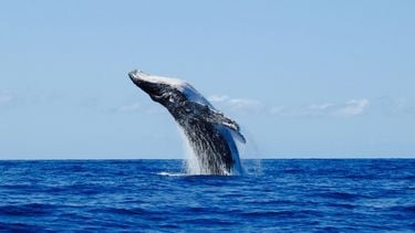 Foto van een walvis