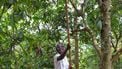 Rainforest Alliance
