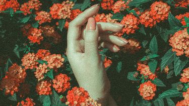 hand in een veld met bloemen