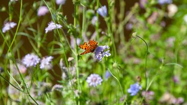 klimaatbestendige tuin