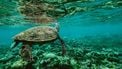 Oceaan zeeschildpad