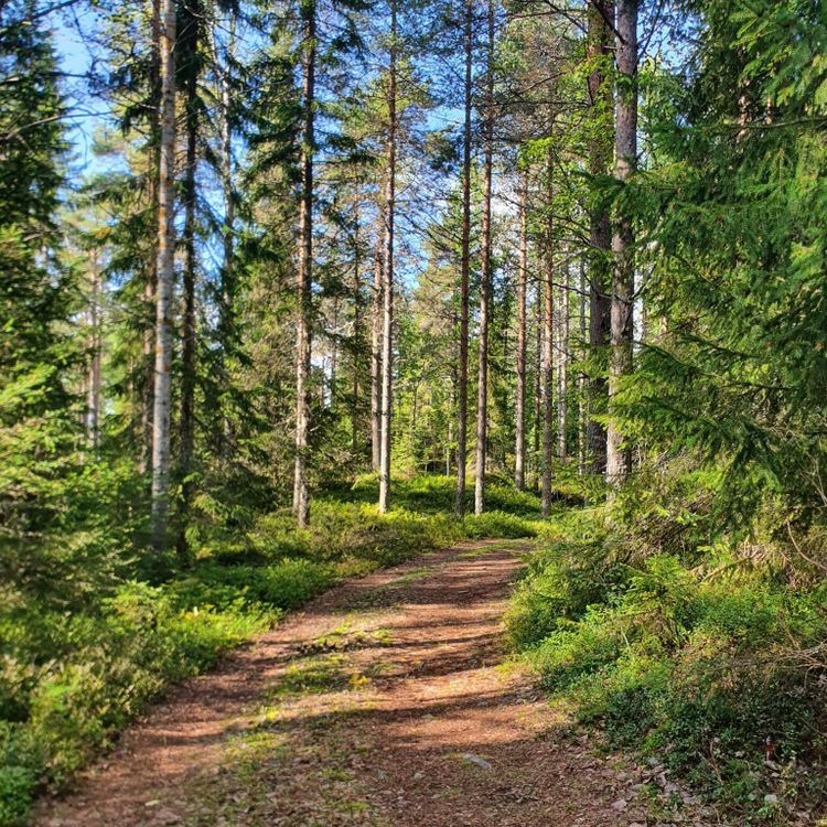 Camping in Zweden te koop: 395.000 euro met gratis Noorderlichtkans