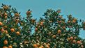 pesticiden-groenten-fruit