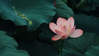 lotusbloem met bladeren