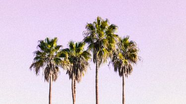 palmbomen op roze lucht