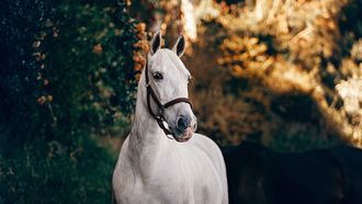 paard als spirit animal