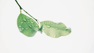 moleculaire waterstof