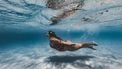 blue mind-theorie