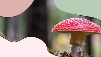 paddenstoel in bos ter illustratoe van voedselbos Ruigoord