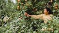 vrouw plukt fruit uit boom