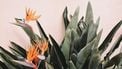 cactussen