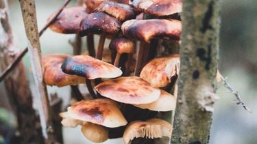 mushrooms in bos