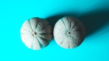 meloenen die acne op je borsten voorstellen
