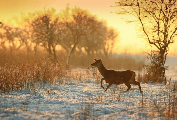 Veluwe