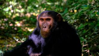 Chimpansee in het oerwoud