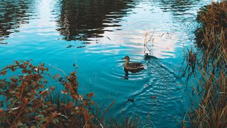 eend in water