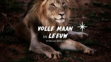 volle maan leeuw