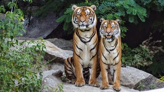 slimste-dieren-ter-wereld