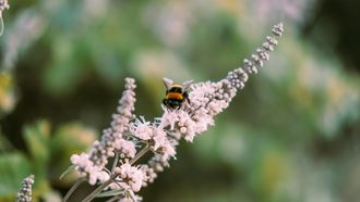 Natuurlijke tips tegen hooikoorts