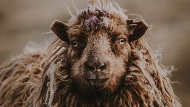 schapenwol ethisch verantwoord