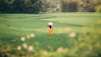 vrouw in een rijstveld